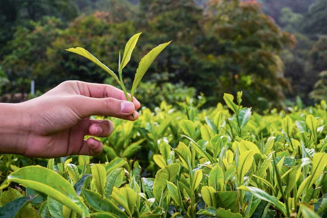 2nd Flush, die zweite Tee Ernteperiode