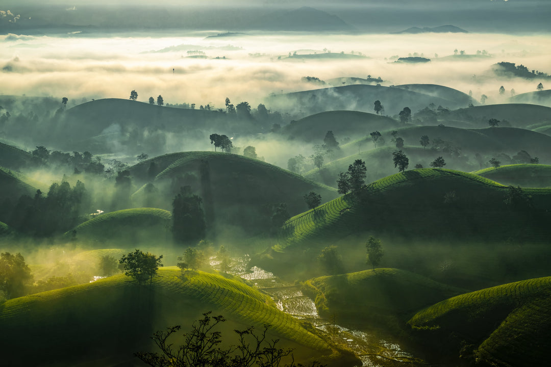 Tee aus abgelegenen Hochlandregionen in Vietnam