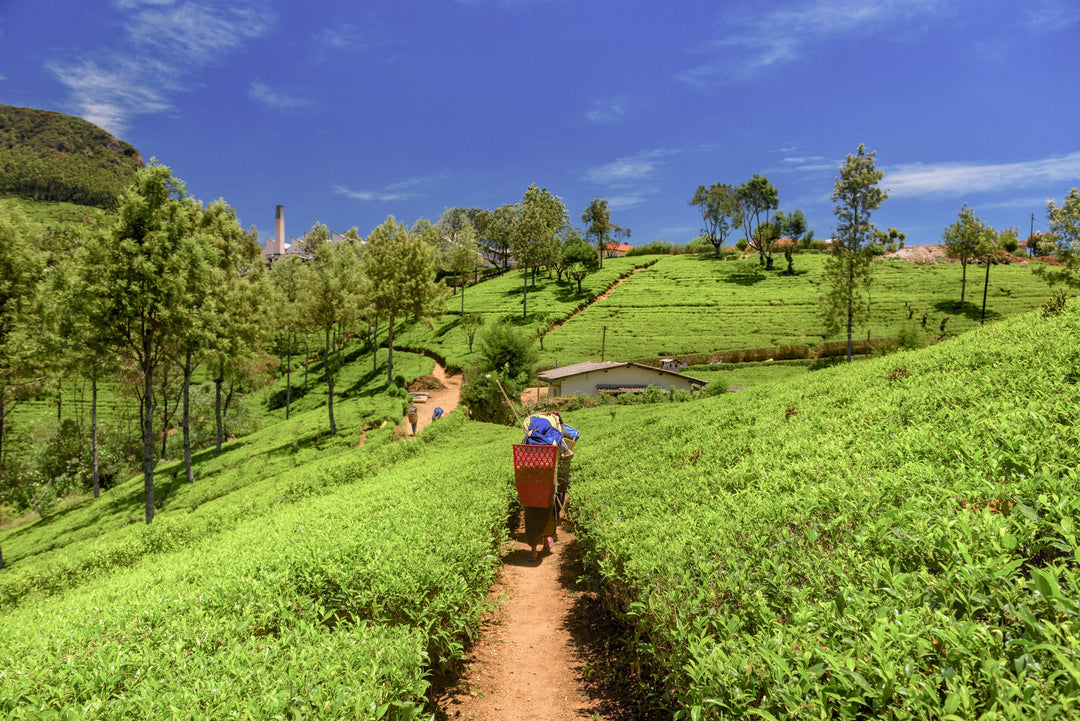 Teeplantage in Assam