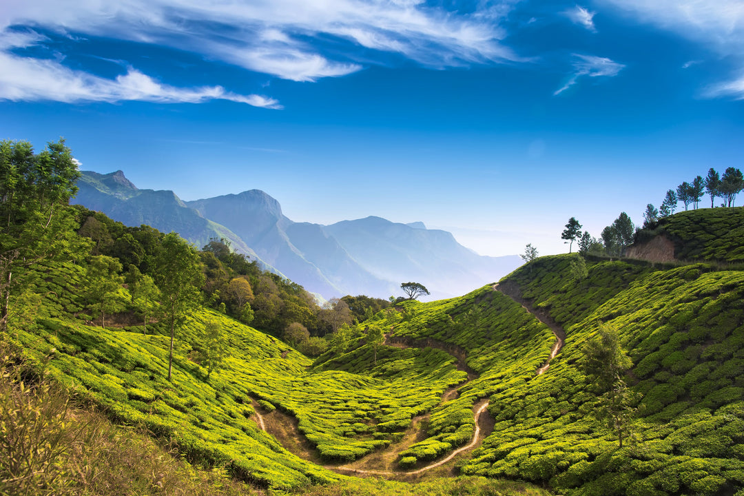 Teeplantage in Assam, Indien, Brahmaputra Region