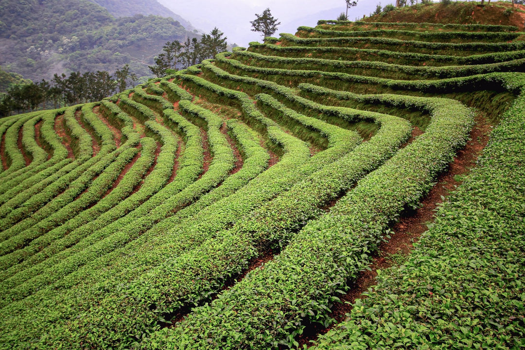 5 Gründe für Bio-Tee: Mehr als ein Trend - Nibelungentee