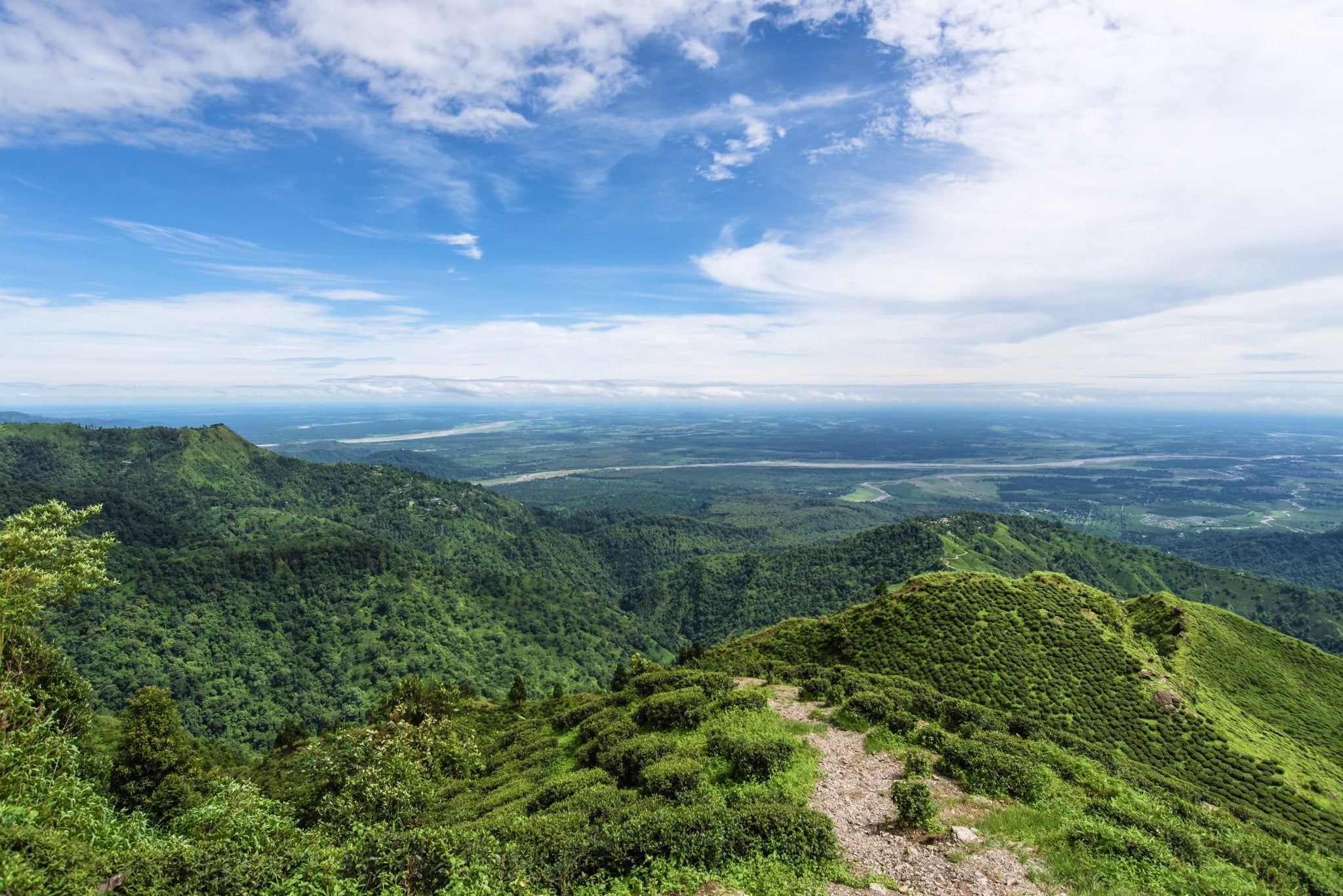 Assam-Tee, die unverwechselbare Power-Variante unter allen Schwarztees - Nibelungentee