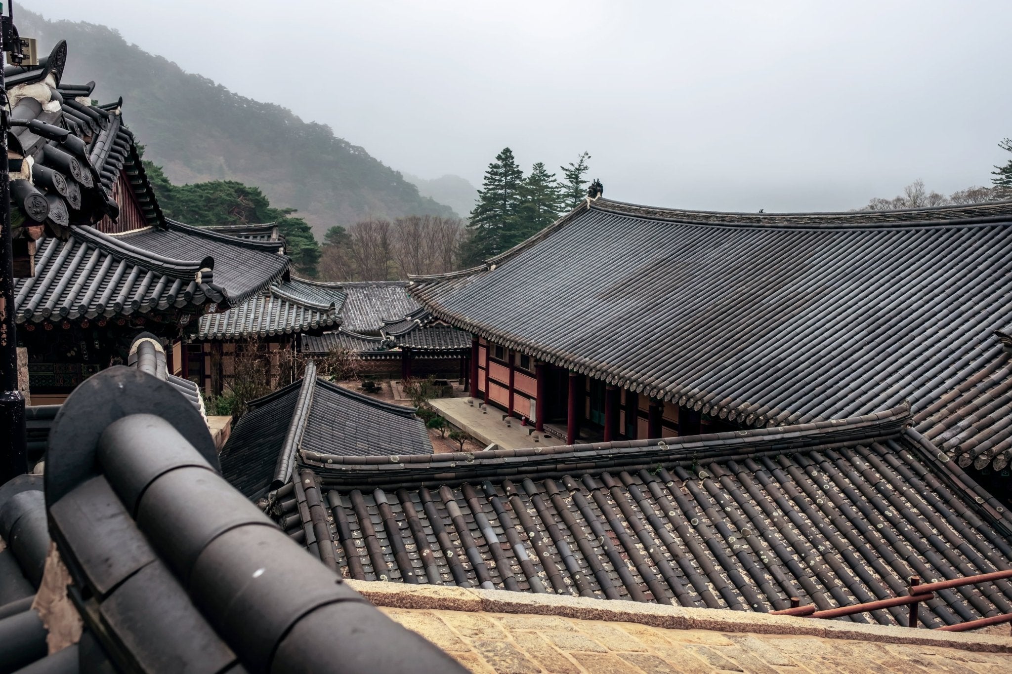 Die Geschichte des koreanischen Tees: Von den Wurzeln bis zur modernen Teekultur - Nibelungentee