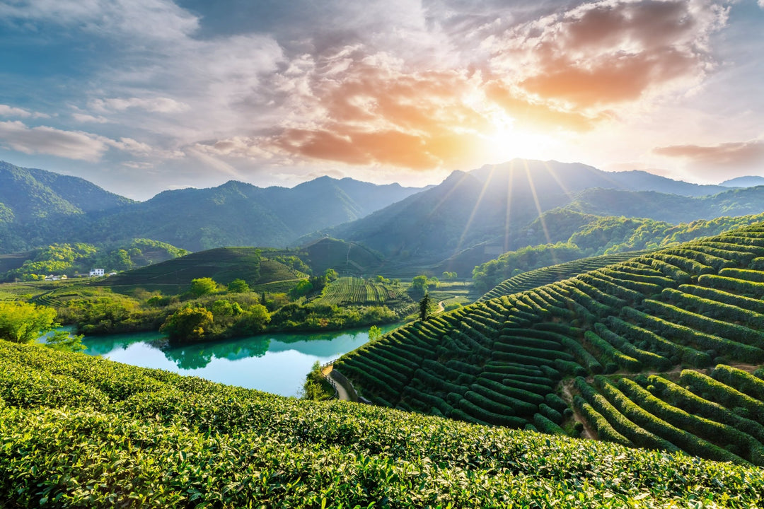 Die großen Teeregionen Chinas – Yunnan, Fujian, Zhejiang und ihre typischen Tees - Nibelungentee