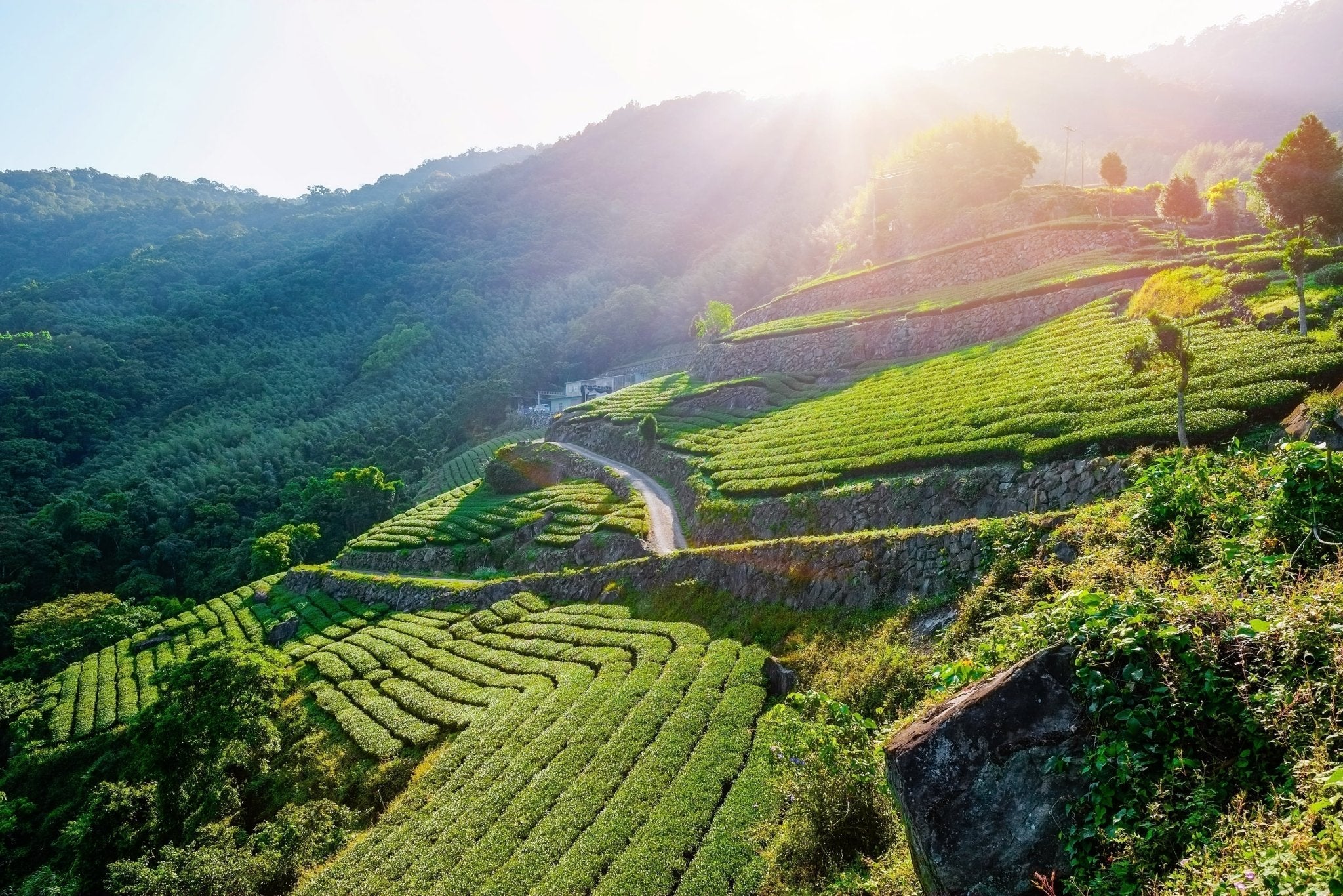 Oolong Tee erklärt: Sorten, Geschmack und Zubereitung - Nibelungentee