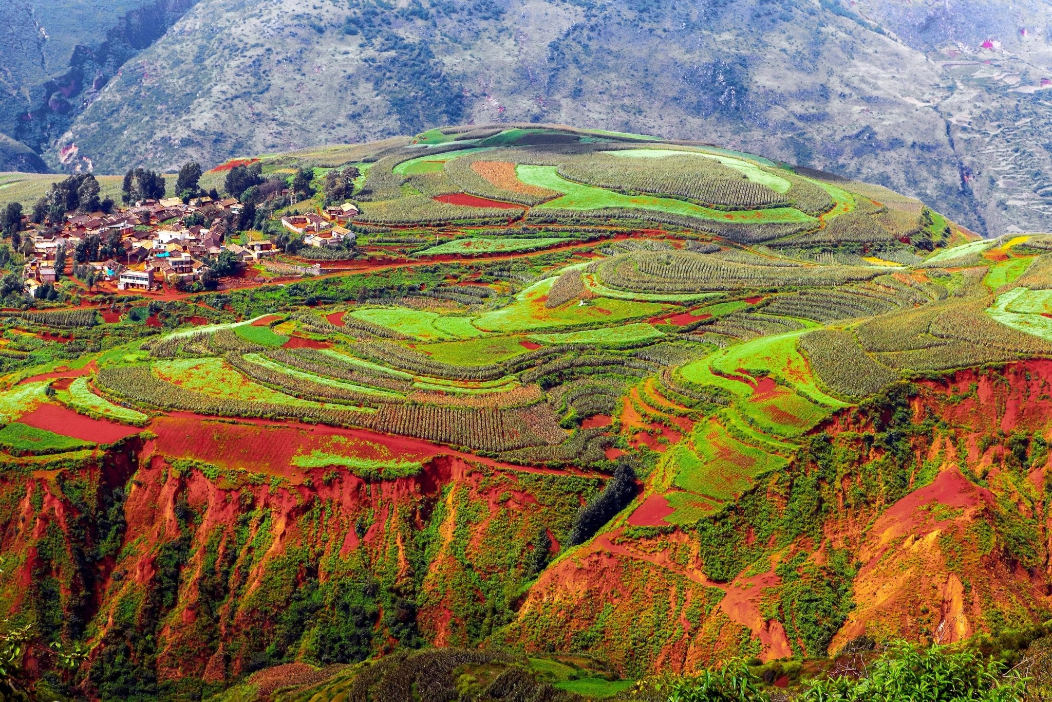 Pu Erh Tee – Das Geheimnis des fermentierten Tees aus Yunnan entdecken - Nibelungentee