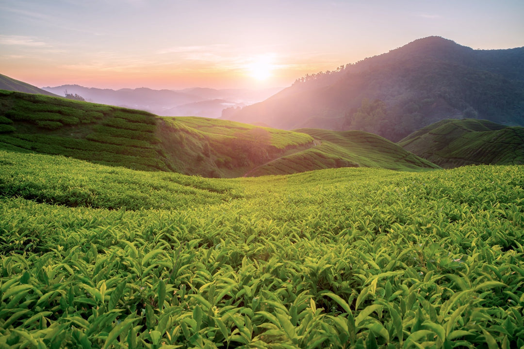 Sortenreiner Tee: Reiner Geschmack, echte Herkunft - Nibelungentee