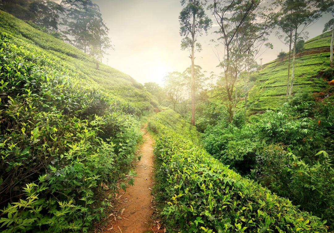 Teezeremonien in Sri Lanka – So genießt du Ceylon-Tee traditionell - Nibelungentee