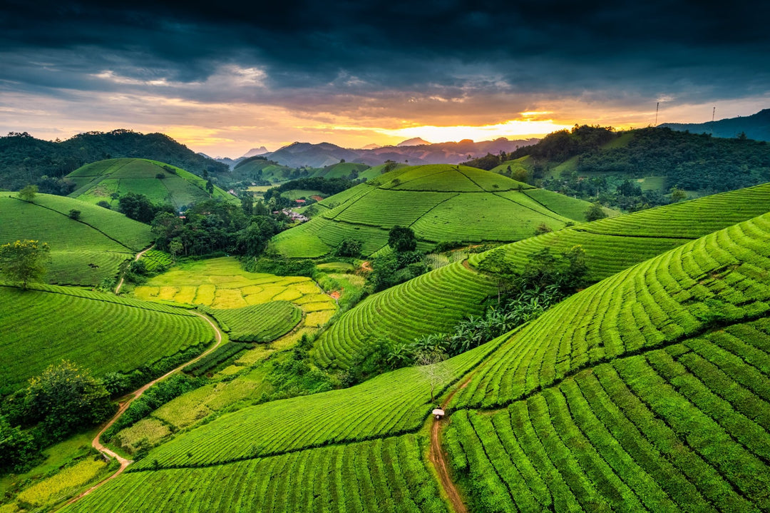 Vietnam - ein aufstrebender Stern am globalen Teehimmel - Nibelungentee