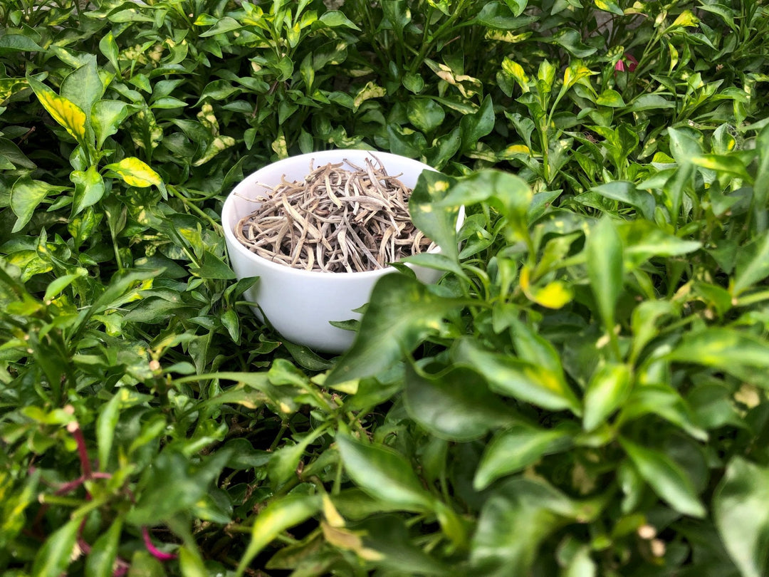 Weiße Teesorten im Vergleich: Von Pai Mu Tan bis Silver Needle - Nibelungentee