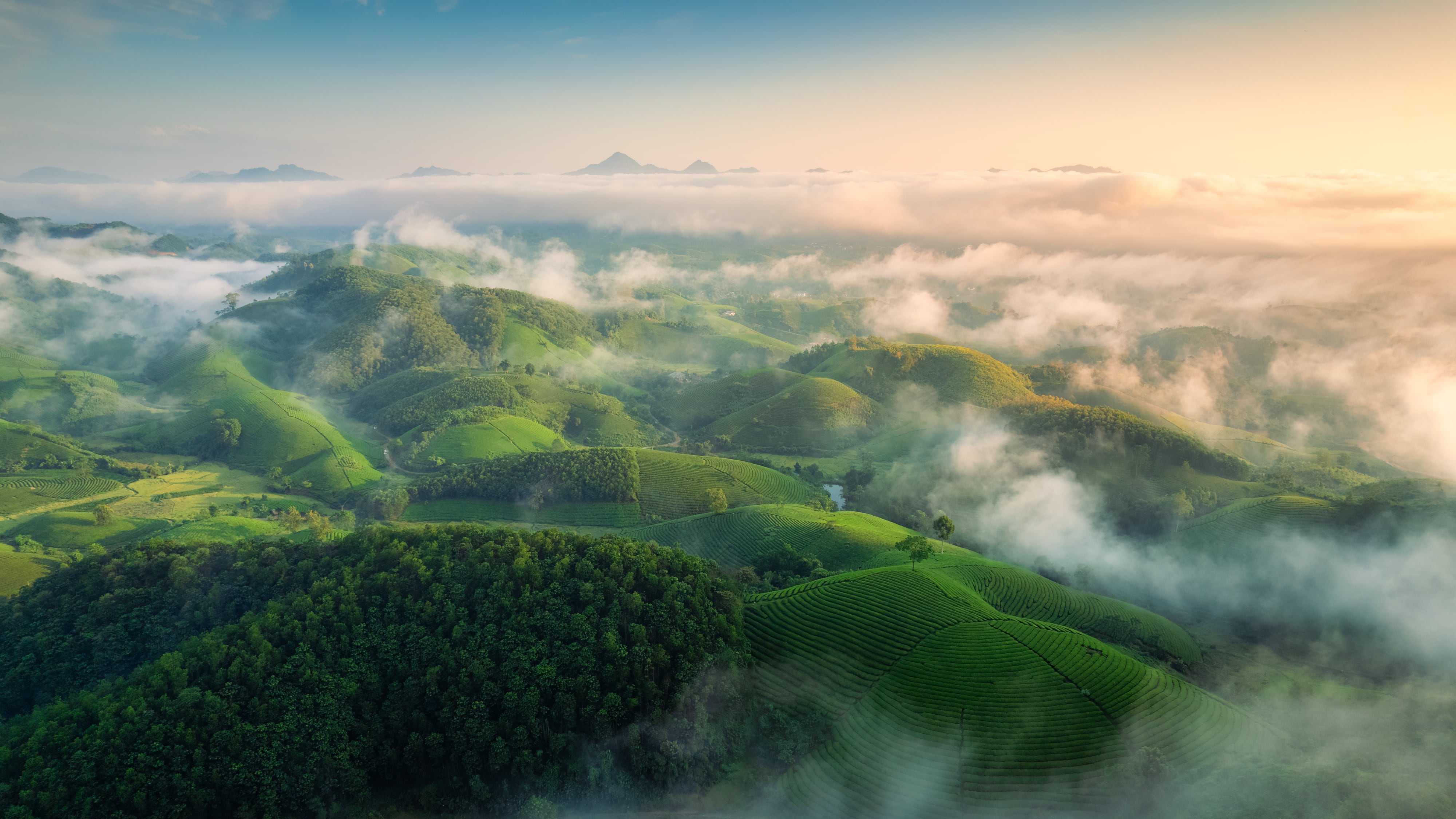 Bio-Tee - Nibelungentee