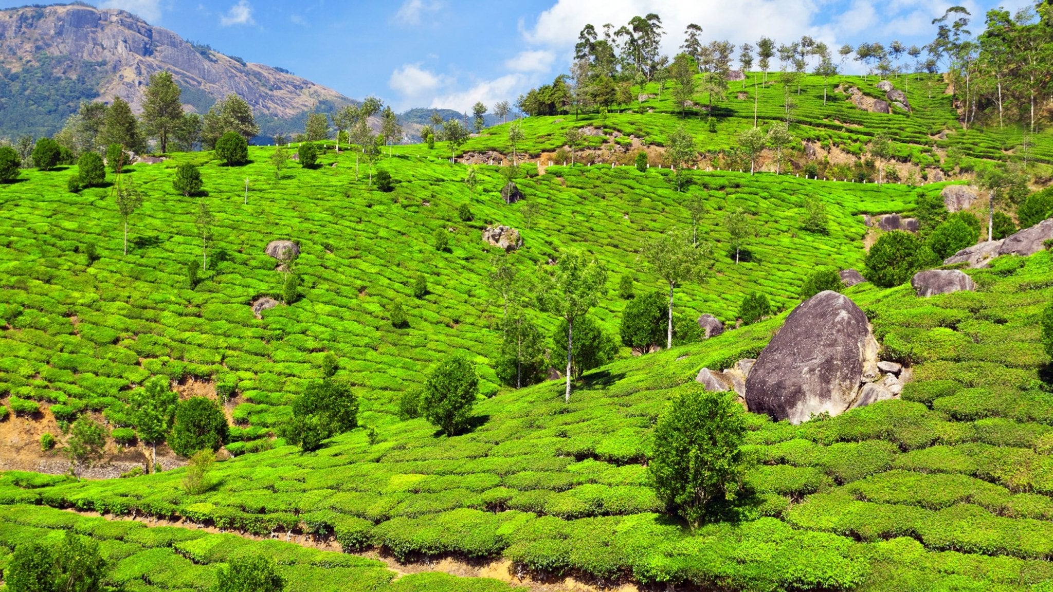 Darjeeling-Tee - Nibelungentee