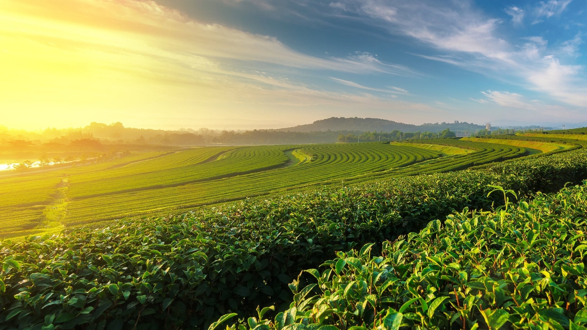 Formosa-Tee - Nibelungentee