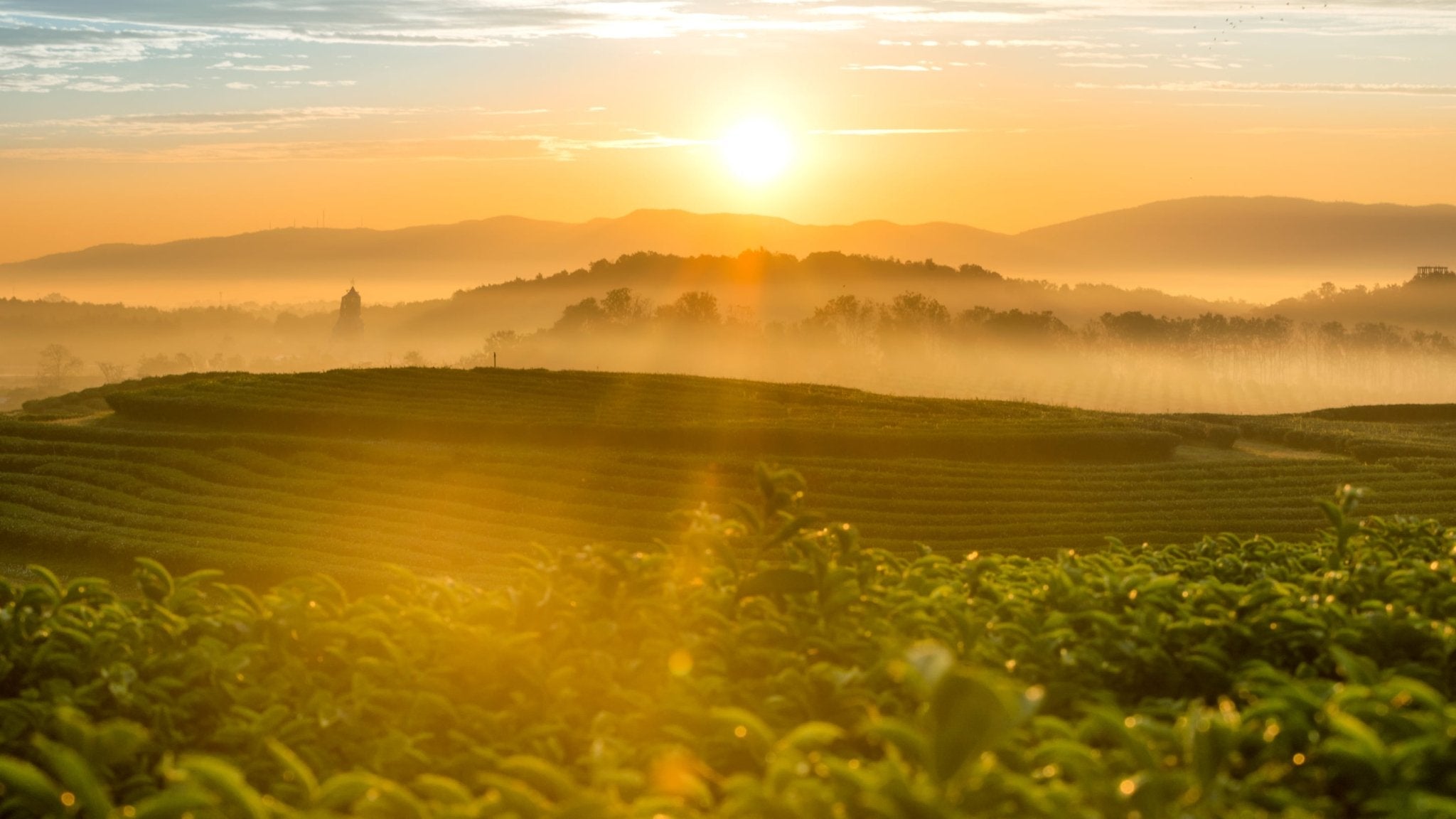 Tee aus aller Welt - Nibelungentee