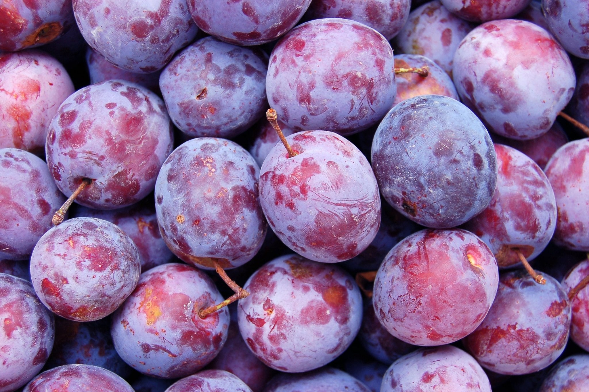 Tee mit Pflaumen-Geschmack - Nibelungentee