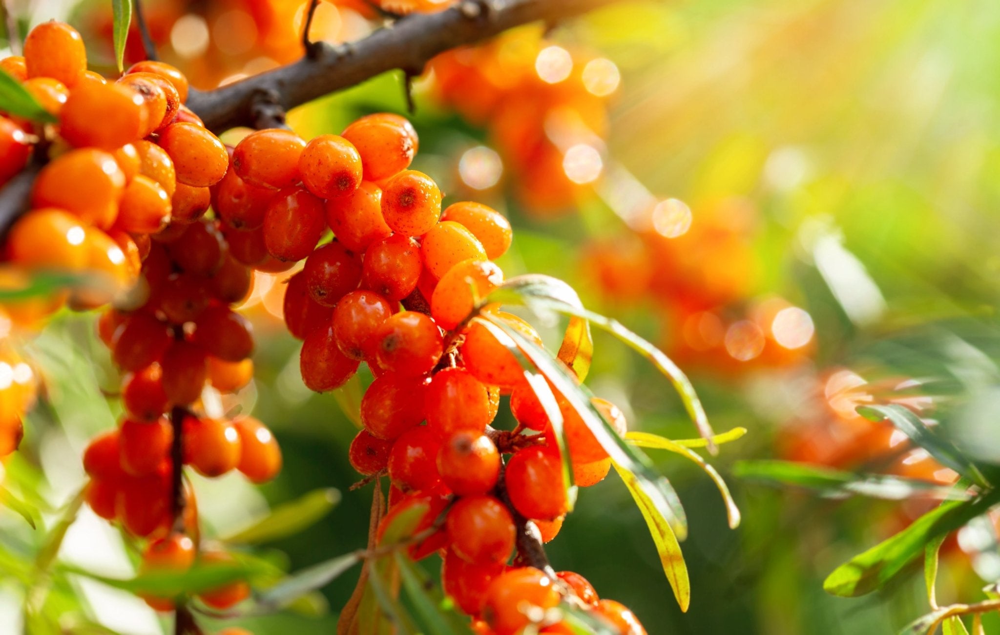 Tee mit Sanddorn-Geschmack - Nibelungentee