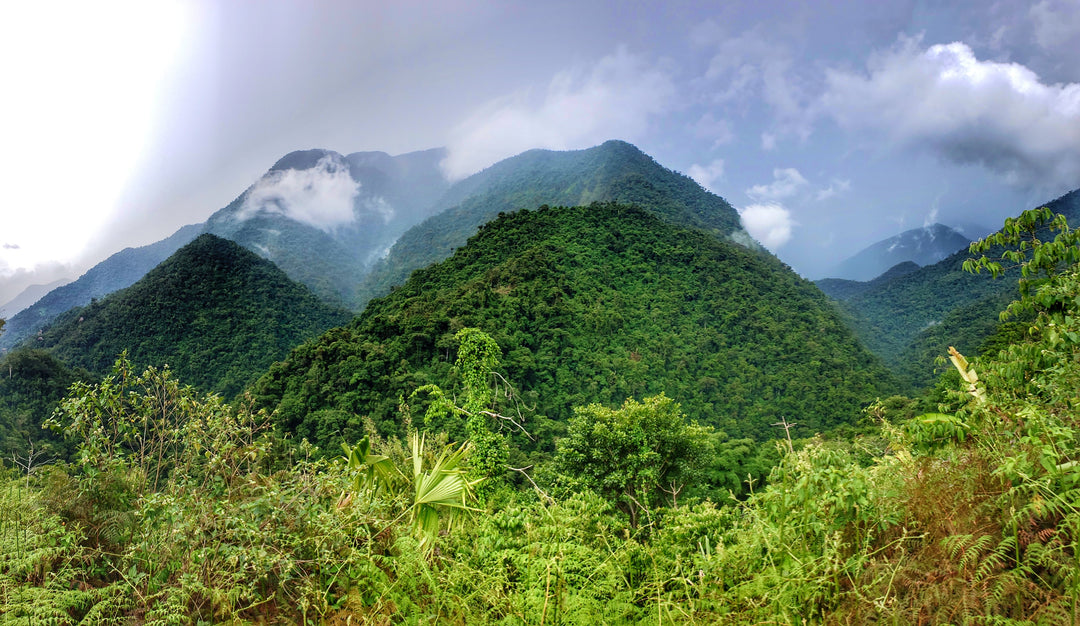 Geschmackliche Vielfalt - Tee aus Kolumbien