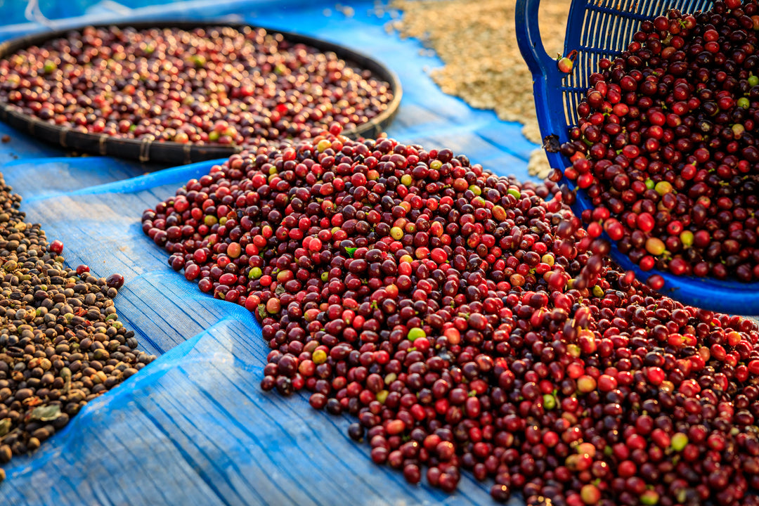 Kaffeebohnen Natural Process