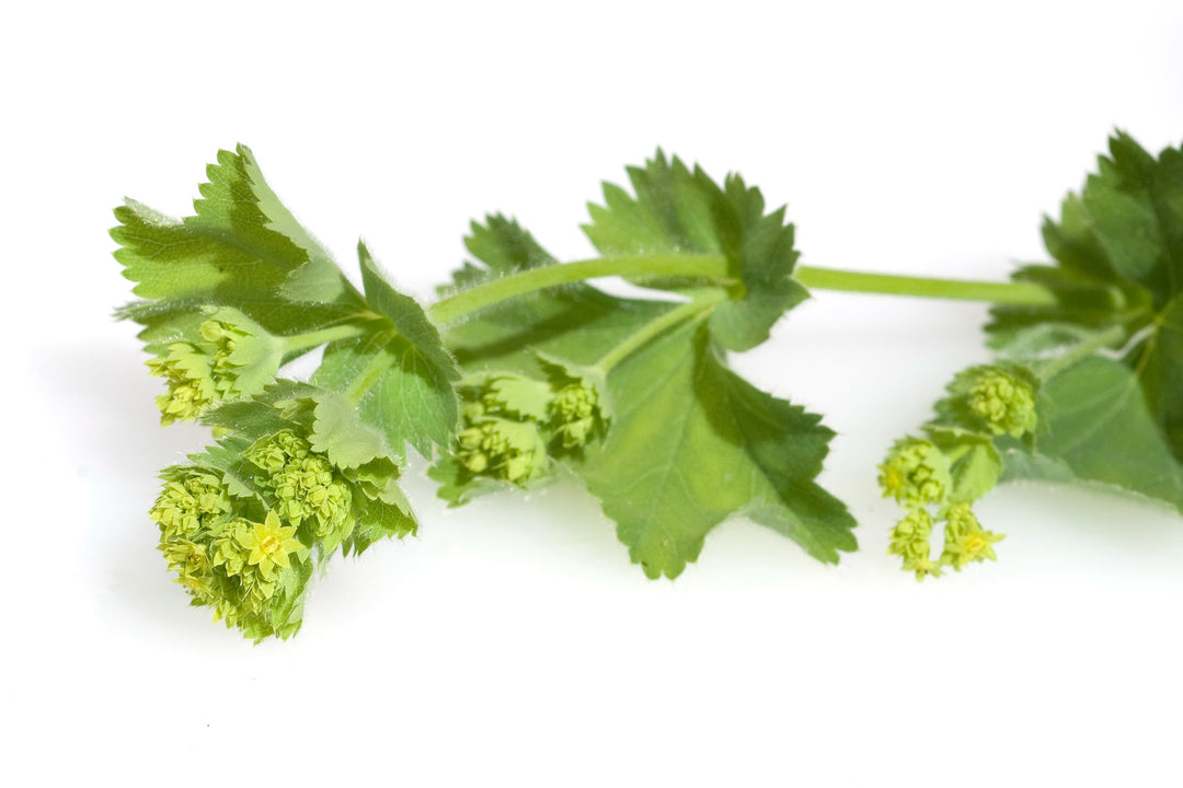 Tee-Zutat: Frauenmantelkraut