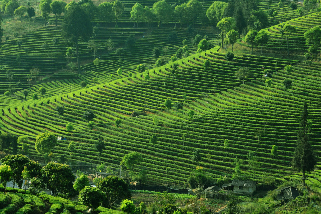 Teeplantage in Yunnan China