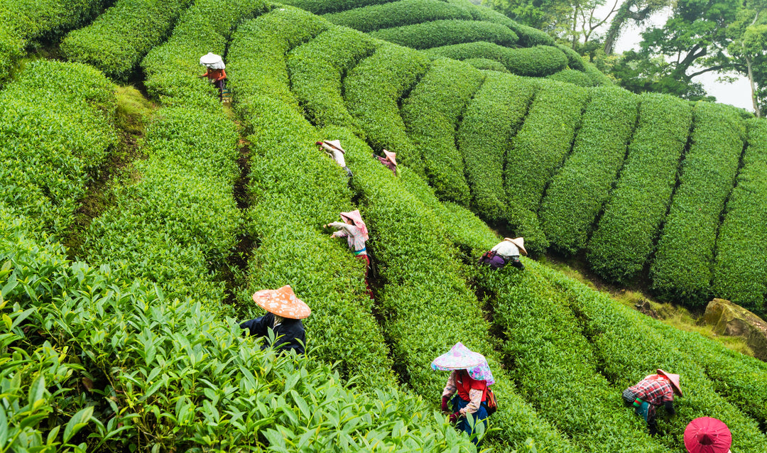 Frauen pflücken Teeblätter in einer Teeplantage in Taiwan (Formosa).